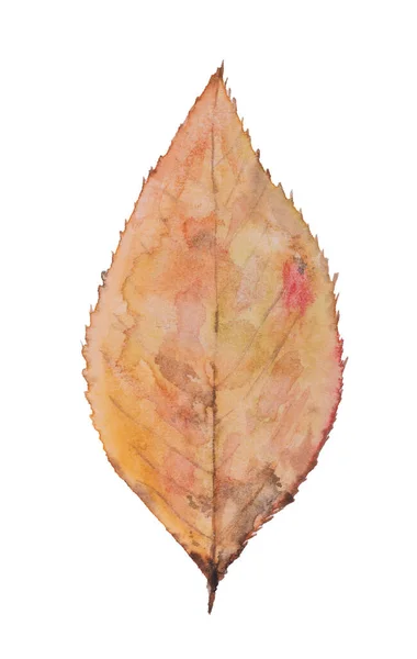 Watercolor Fallen Leaves Painted White Background — Stock Photo, Image