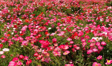 Tüm ekranda haşhaş tarlası çekmek