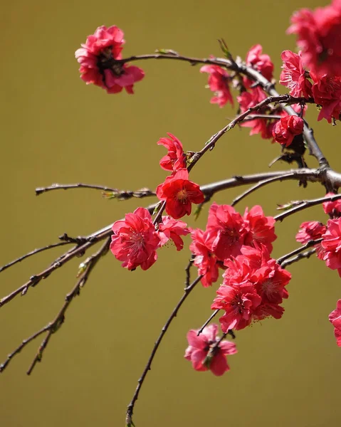 Red Cherry Blossoms Ochre Background Japanese Style Image Photo — Stock Photo, Image