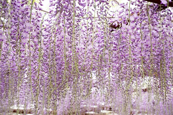 The wisteria flowers were photographed on the entire screen.