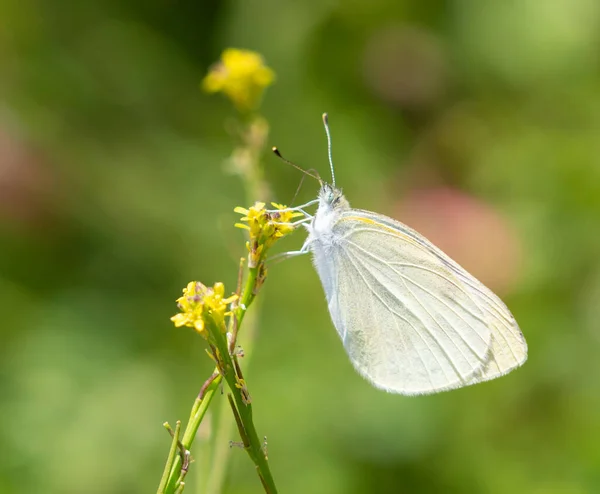 Primer Plano Una Mariposa Blanca —  Fotos de Stock