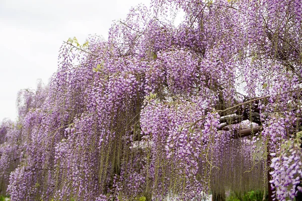 Wisteria Flowers Were Photographed Entire Screen — Stock Photo, Image