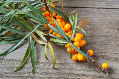 bir dalda deniz dikenli çilek