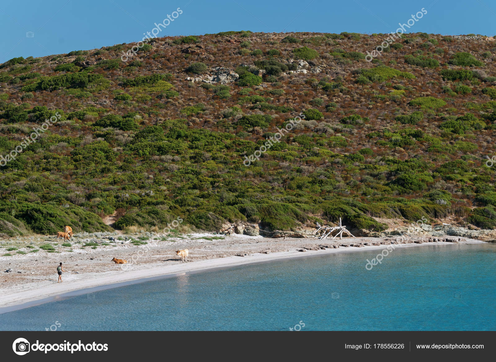Vaches Dans Plage Cap Corse Photographie Hbensliman At Free