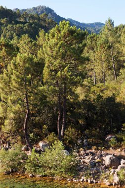 Solenzara dağ Corsica'deki / daki nehir ve bavella 