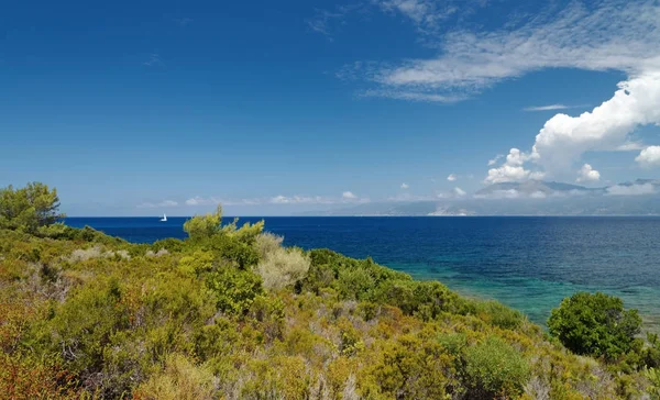 Çöl Agriates kıyılarında Corsica'deki / daki Akdeniz bitkileri