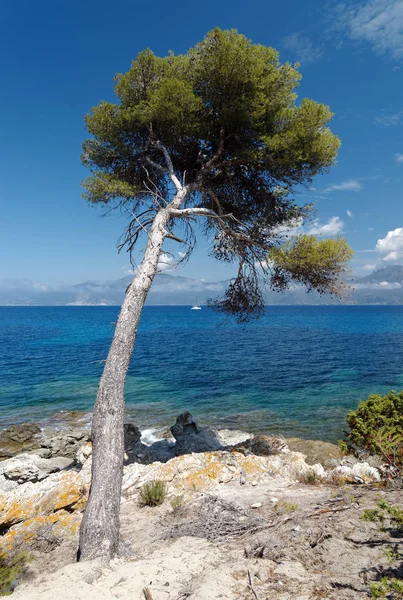 pine tree in the desert of Agriates coast in Corsica