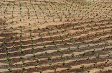 Korsika adasının doğu ovasındaki meyve bahçesi.