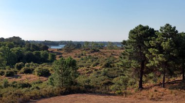 Teppe rosselale Doğu düz Corsica'deki / daki