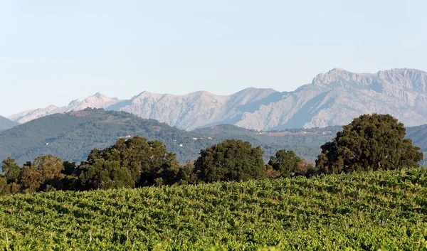 Doğu düz Korsika Adası bağ