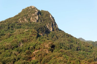 Kestane ağacı orman Corsica dağ