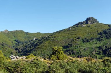 Akdeniz bitki ve Korsika Upper corsica dağda fırçalayın