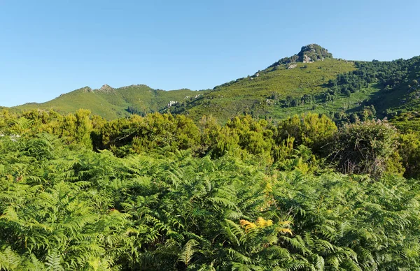 Akdeniz bitki ve Korsika Upper corsica dağda fırçalayın