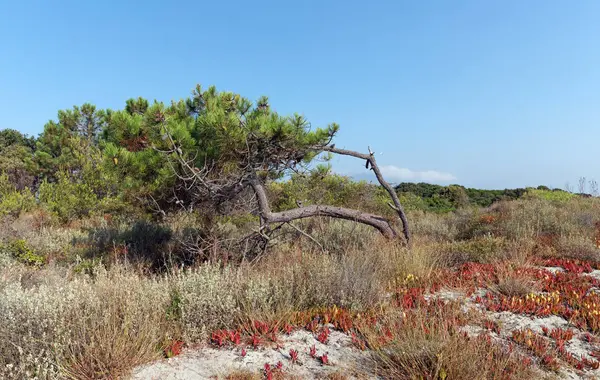 Ακτή Της Costa Verde Στο Νησί Της Κορσικής — Φωτογραφία Αρχείου