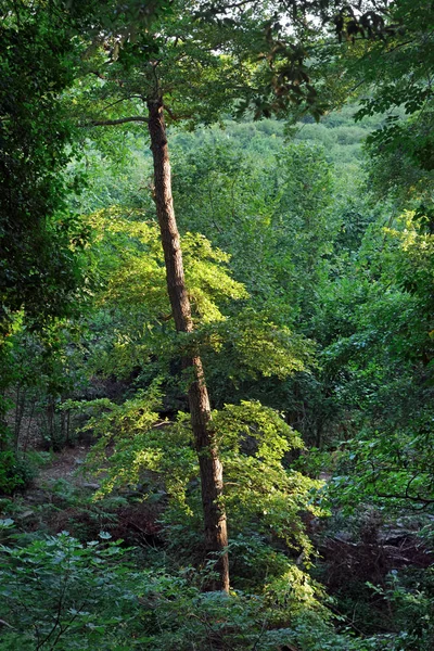 Costa verde orman üst Korsika dağlarda