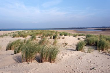 kum tepeleri Galon d veya plaj Charente deniz kıyılarında