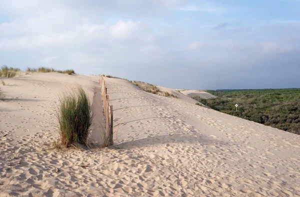 De la Coubre orman ve kum tepeleri Charente deniz kıyılarında