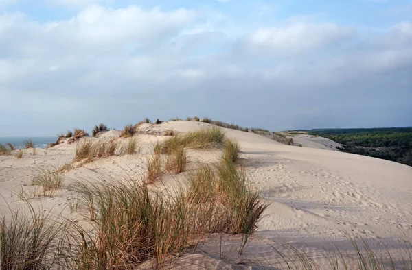 Coubre Forest Sand Dunes Charente Maritime Coast — Stock Photo, Image