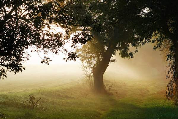 Туманное утро в приморской стране Чаренте

