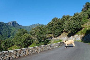 İnekler Corsica dağ yolu
