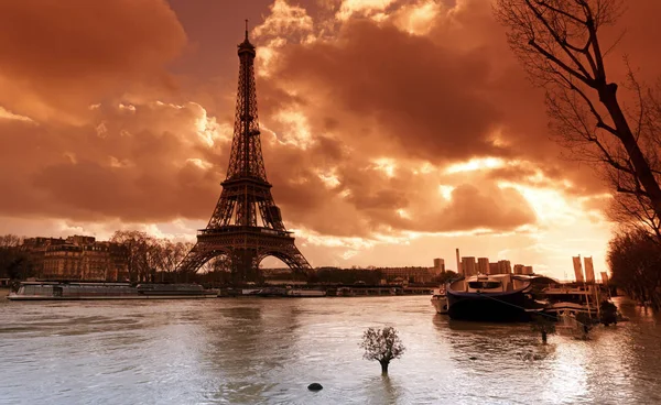 Olivenbaum Unter Wasser Und Eiffelturm Paris — Stockfoto