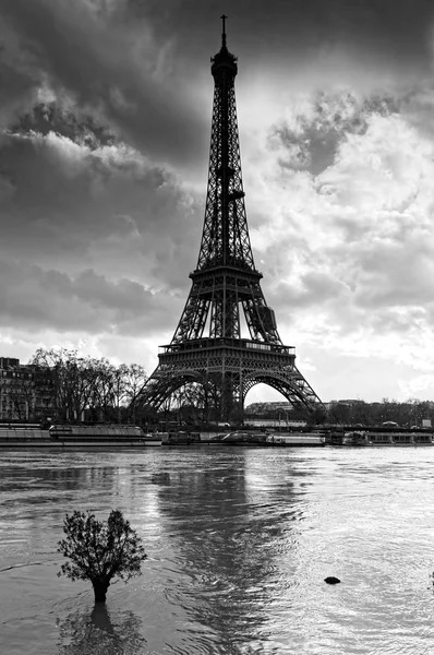 Оливковое Дерево Водой Эйфелева Башня Париже — стоковое фото
