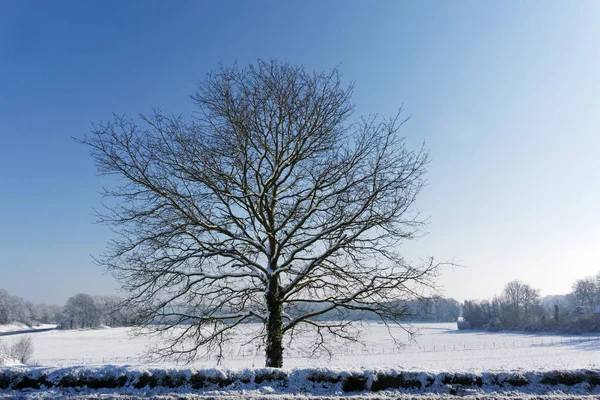 Fransız Gatinais bölgesel doğa parkı kar altında                                     