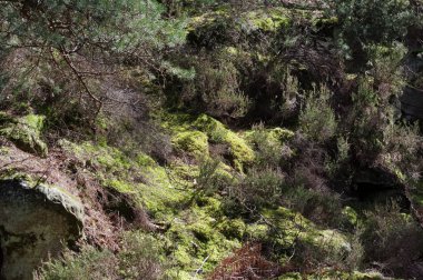 Saint Germain rock Denecourt iz Fontainebleau orman