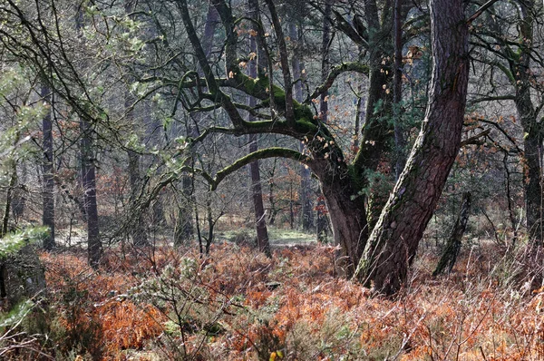  Fontainebleau orman kış sezonu