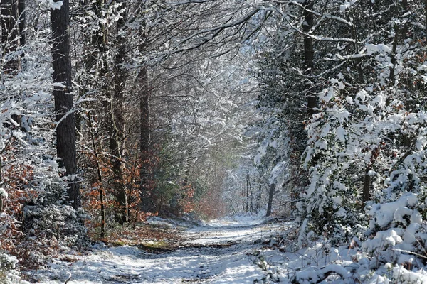 Apremont gorges fontainebleau orman kar altında yürüyüş yolu