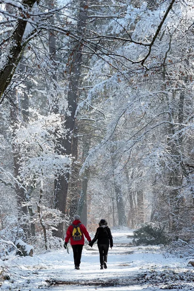 hiking path of Apremont gorges under snow in fontainebleau forest