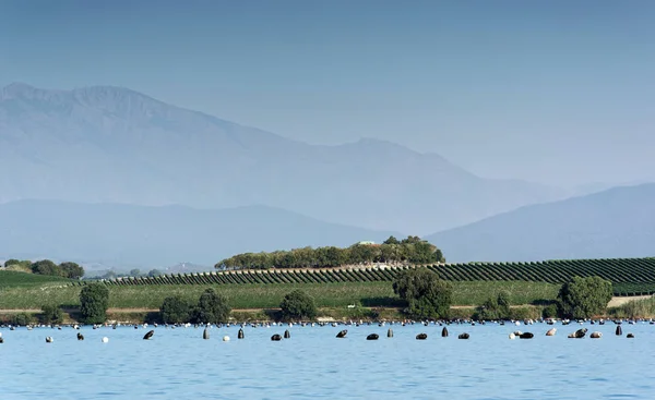 Diane Gölü istiridye tarım ve Korsika Doğu düz bağ 