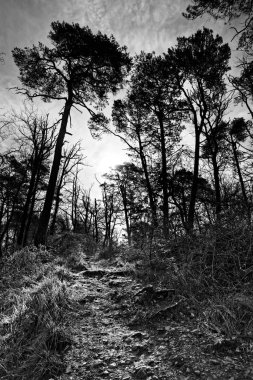 Fontainebleau orman yolu siyah beyaz hiking