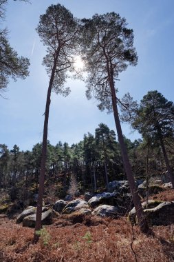 Rocher des Princes Hill'de fontainebleau orman