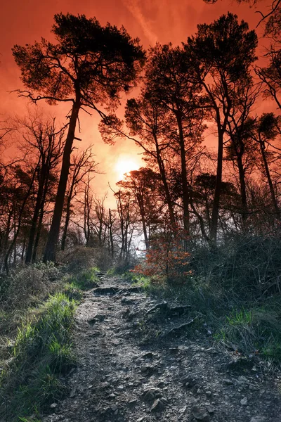 Denecourt yürüyüş yolunda Fontainebleau orman