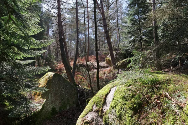 Rocher Des Πρίγκιπες Ροκ Στο Δάσος Fontainebleau — Φωτογραφία Αρχείου