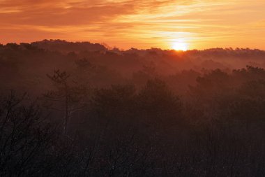 Kış günbatımı landes orman üzerinde