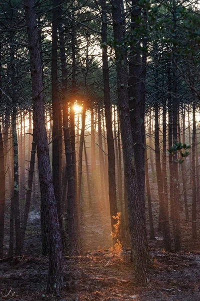 Zima Światło Lasu Landes — Zdjęcie stockowe
