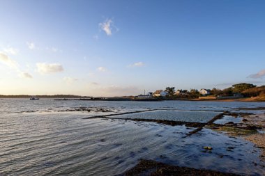 Anse du P. Quiberon körfezindeki istiridye çiftliği.