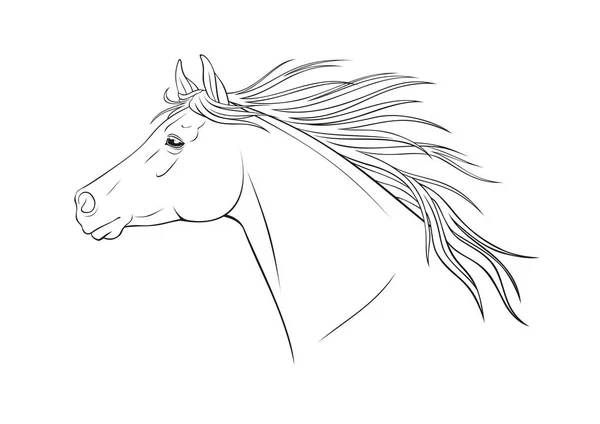 アラビアの馬の輪郭の肖像 — ストックベクタ