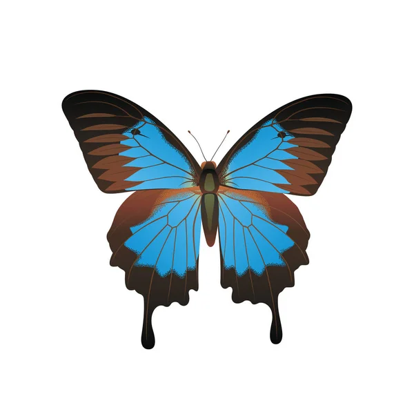Blue mountain swallowtail — Stock Vector