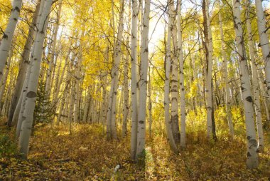 Aspen dağ geçidinde yapraklarını değiştiriyor. Kebler geçidi, Colorado.