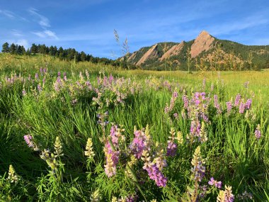 Boulder, Colorado 'daki Chataqua Ulusal Tarihi Simgesi' nde bahar çiçekleri açıyor..