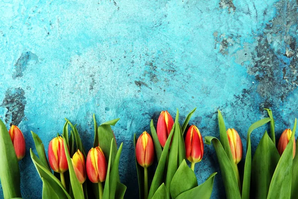 Escenario festivo para Pascua con hermosos tulipanes sobre fondo azul — Foto de Stock