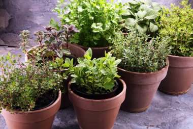 Homegrown ve aromatik otlar eski kil tencere