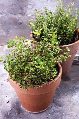 Eski toprak kap içinde Homegrown ve aromatik bitki kekik.