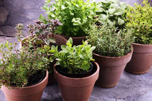 Homegrown and aromatic herbs in old clay pots — Stock Photo, Image