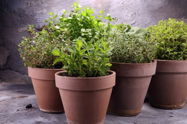 Homegrown and aromatic herbs in old clay pots — Stock Photo, Image