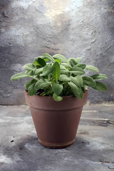 Salvia casera y aromática en maceta de barro viejo . — Foto de Stock