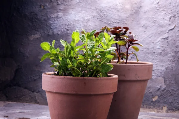 Domácí a aromatické byliny máta v starý hliněný hrnec. — Stock fotografie